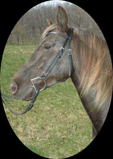black Plain headstall
