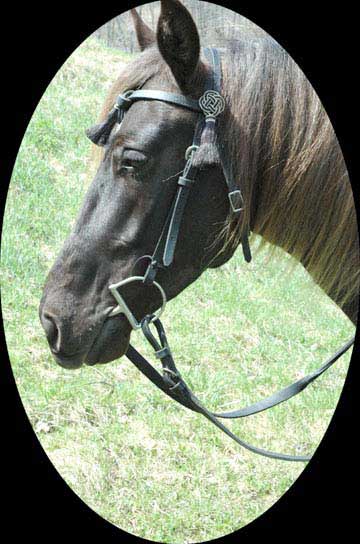 Black tasseled headstall