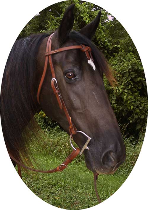 Brown Plain head stall
