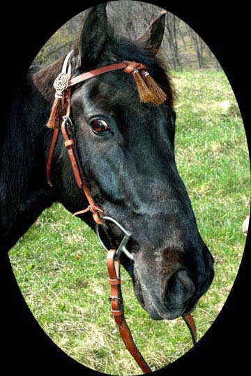 Brown tasseled headstall